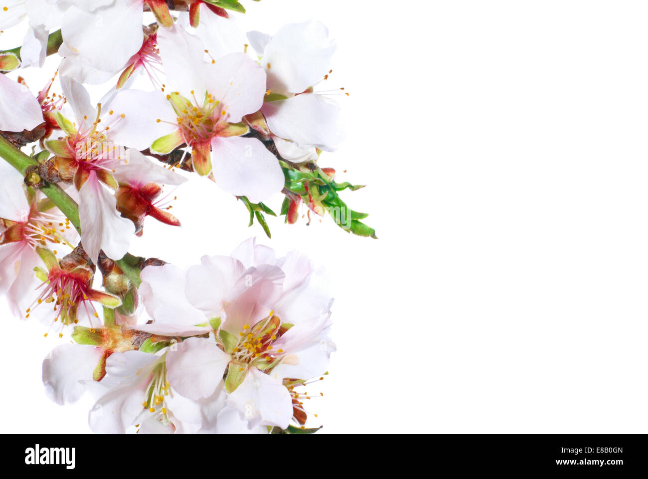 Almond white flowers isolated on white background Stock Photo - Alamy