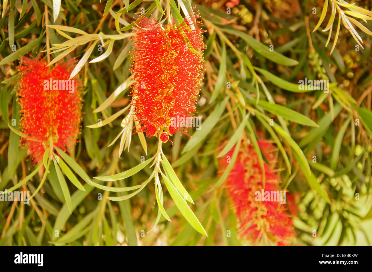 https://c8.alamy.com/comp/E8B0KW/red-fluffy-flower-of-bottlebrush-E8B0KW.jpg