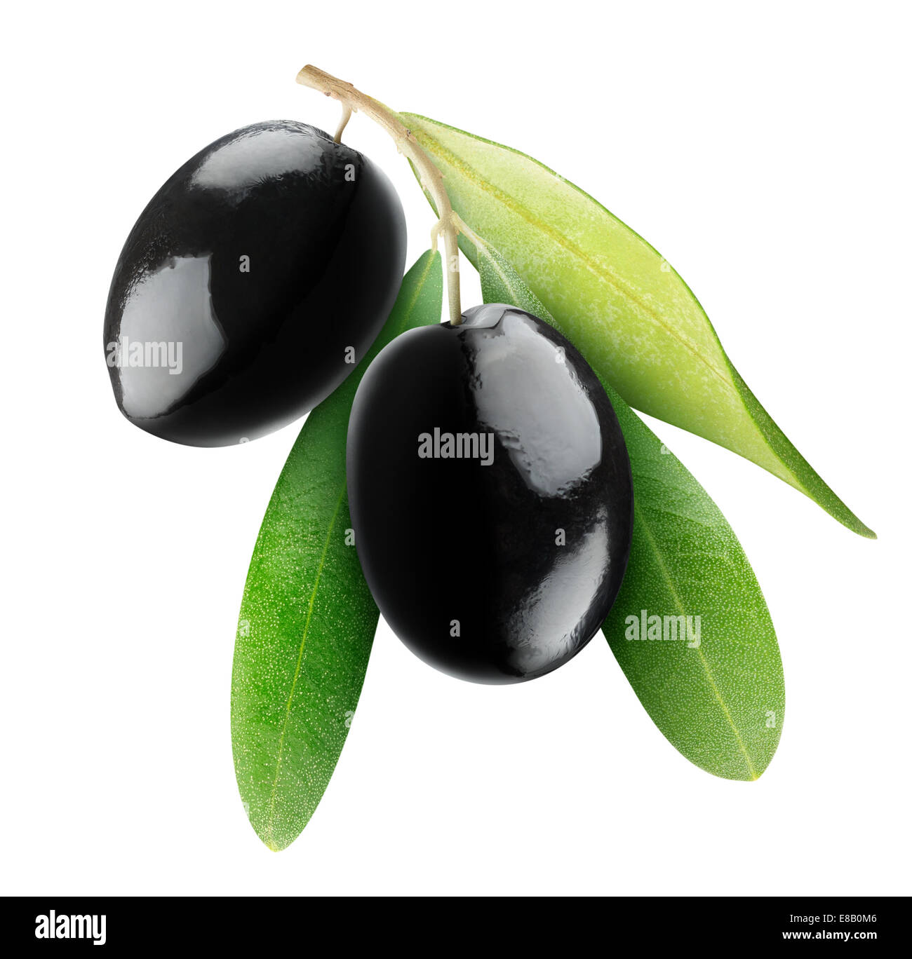 Two black olives on branch with leaves isolated on white Stock Photo ...