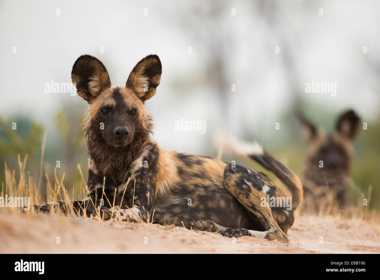Two Wild Dog (Lycaon pictus) lying down moving tail Stock Photo