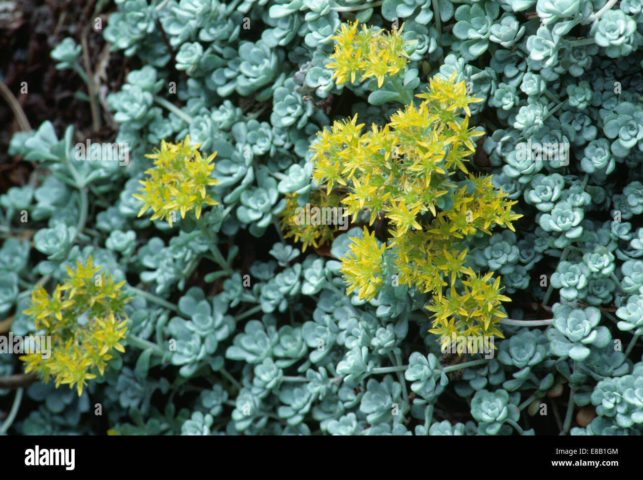 Close up of Sedum 