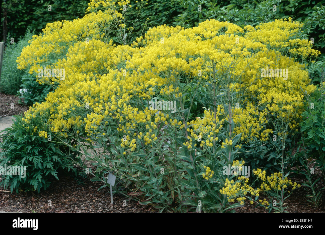 Close up of Woad Stock Photo