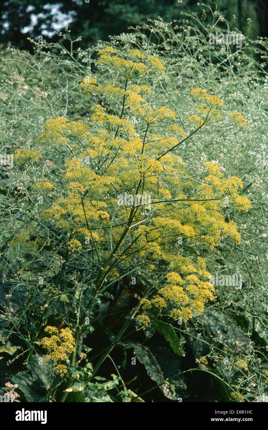 Fennel with herbs hires stock photography and images Alamy