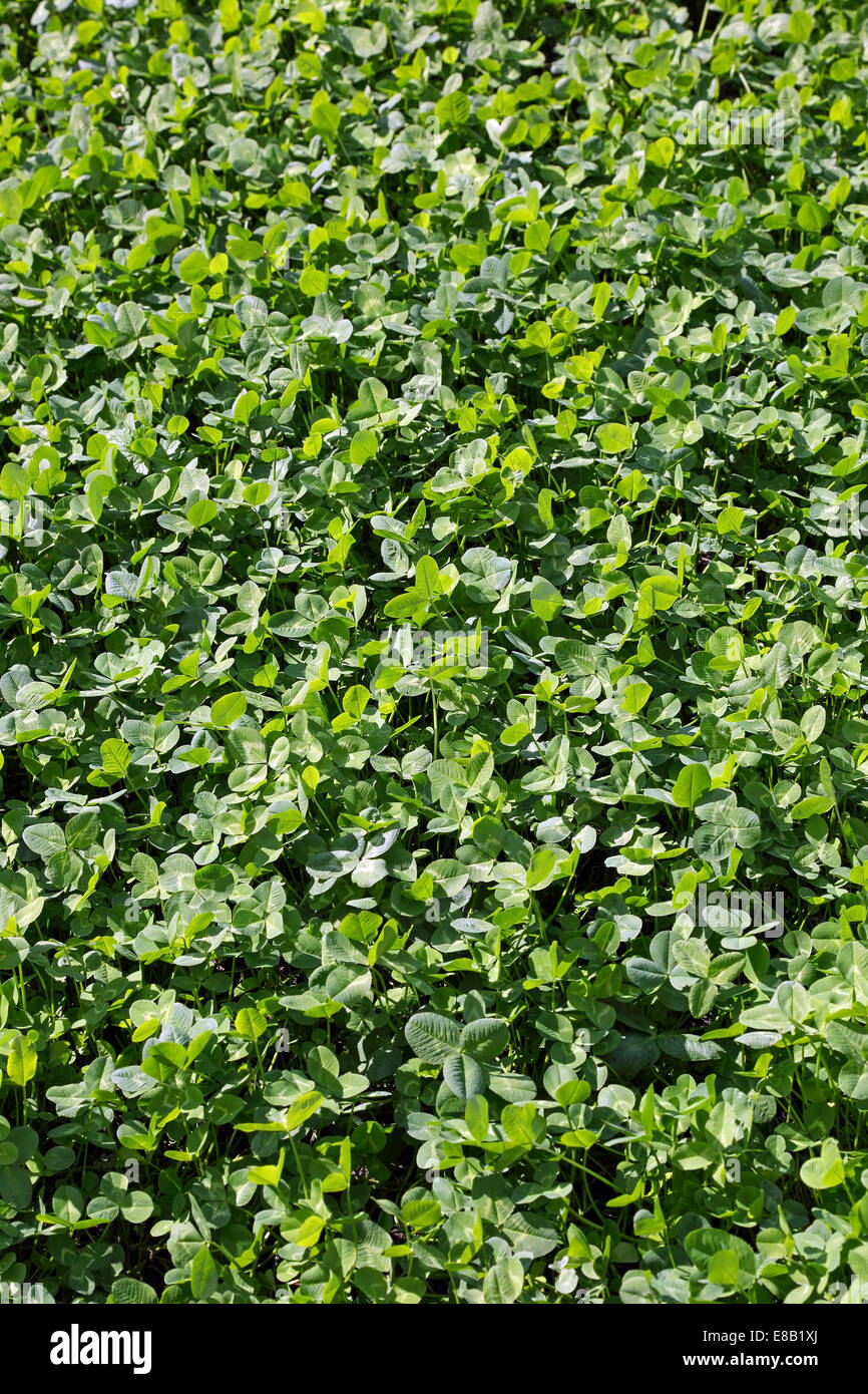 green clover on the lawn, horizontal image Stock Photo