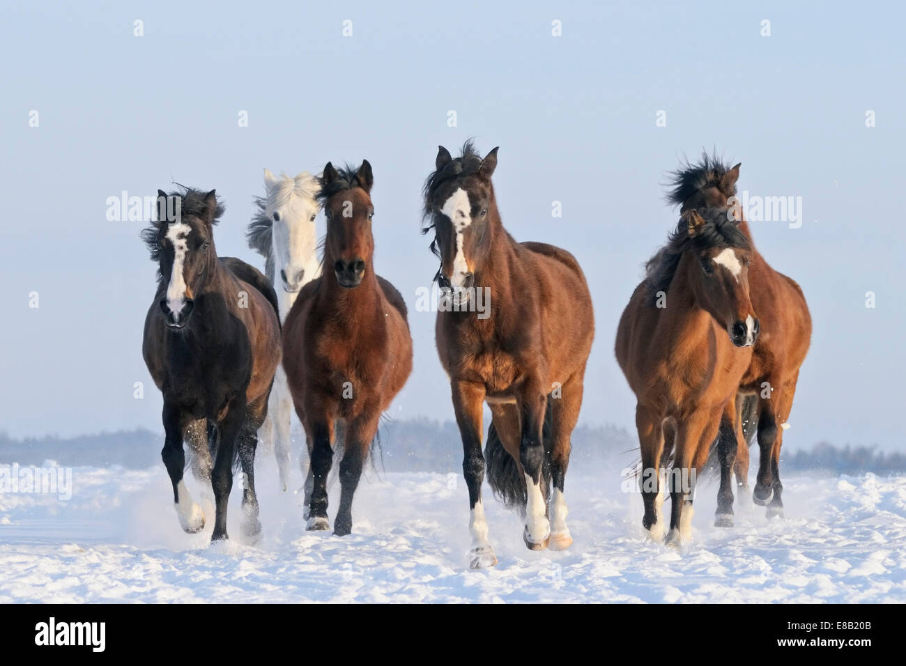 Herd of Paso Fino horses galloping in snow Stock Photo Alamy