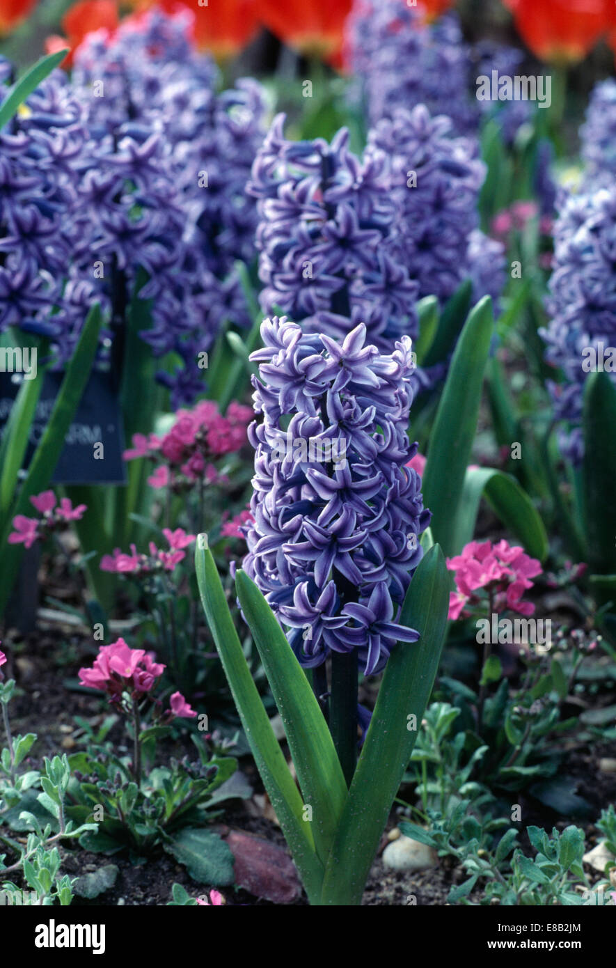 Close up of blue Hyacinthus orientalis Stock Photo