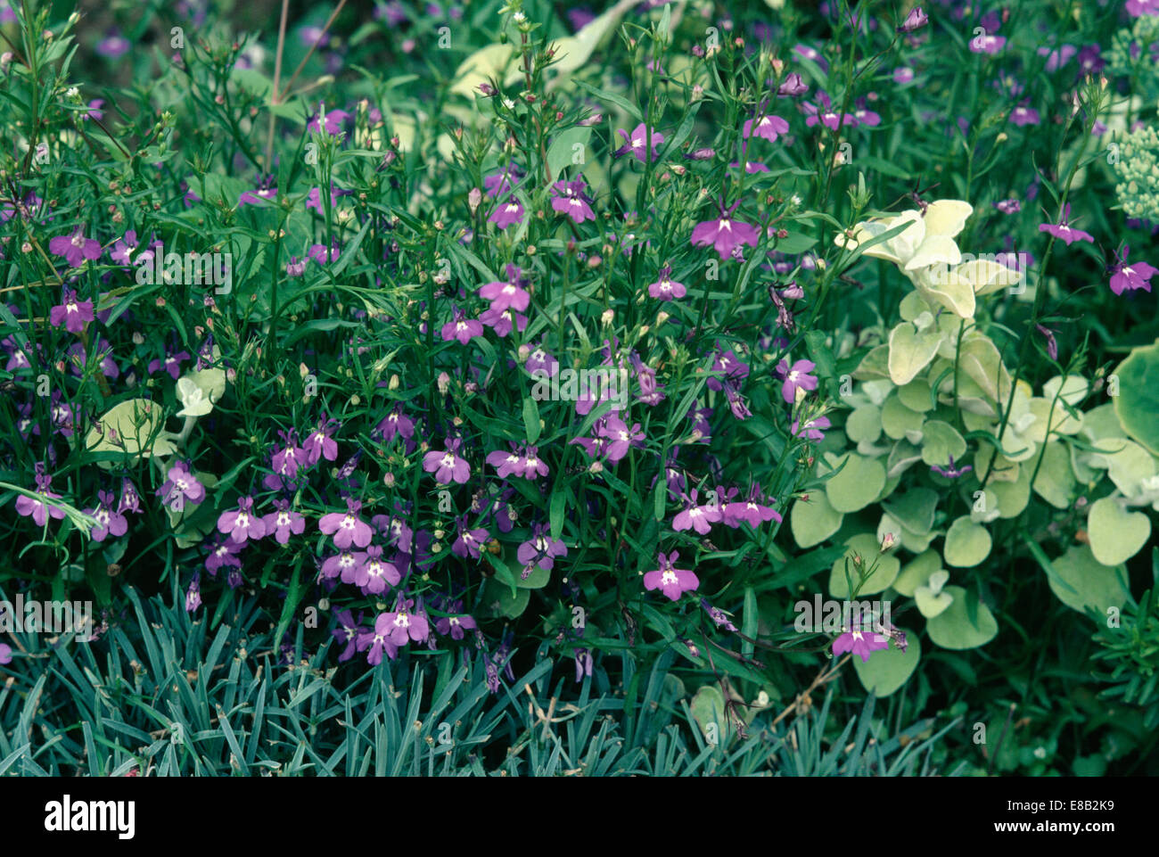 Close up of Lobelia Erinus' and Helichrysum in summer garden border Stock Photo