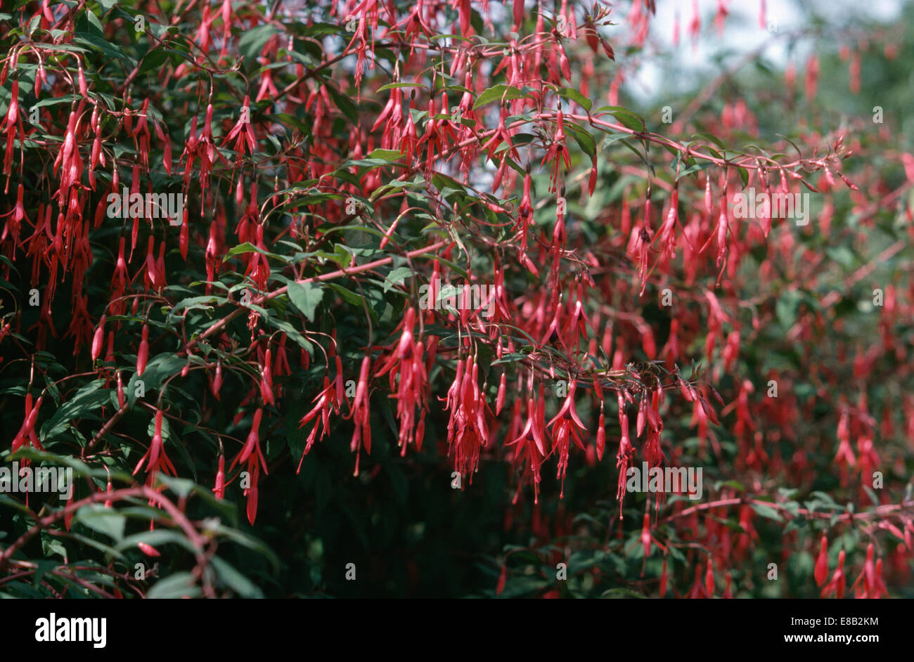 Close up of fuchsia Magellanica Stock Photo