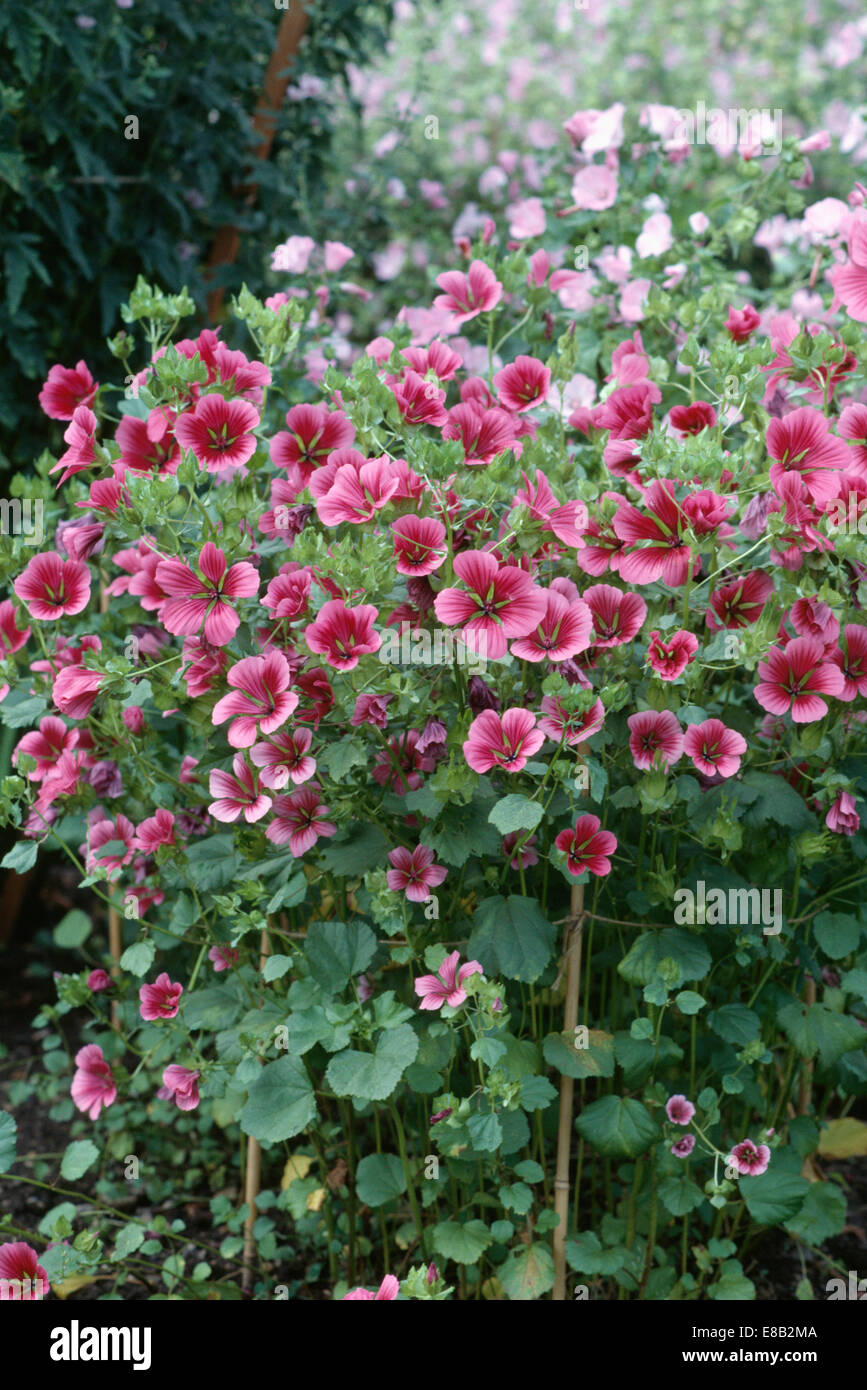 Pink Malope Trifida' in summer garden border Stock Photo