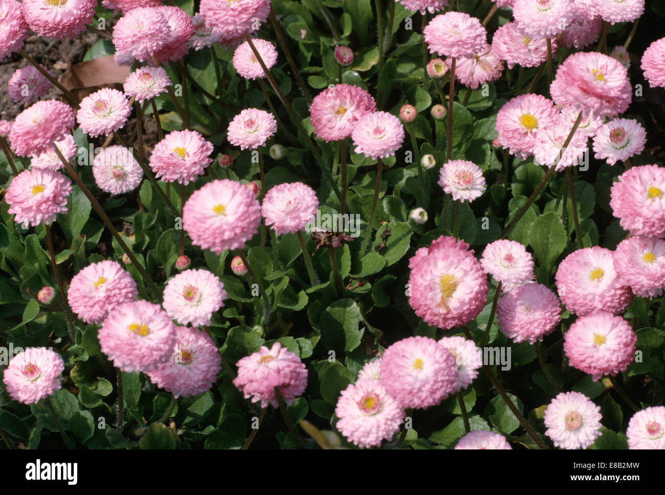 Close up of pink Bellis perennis Monstrosa' Stock Photo