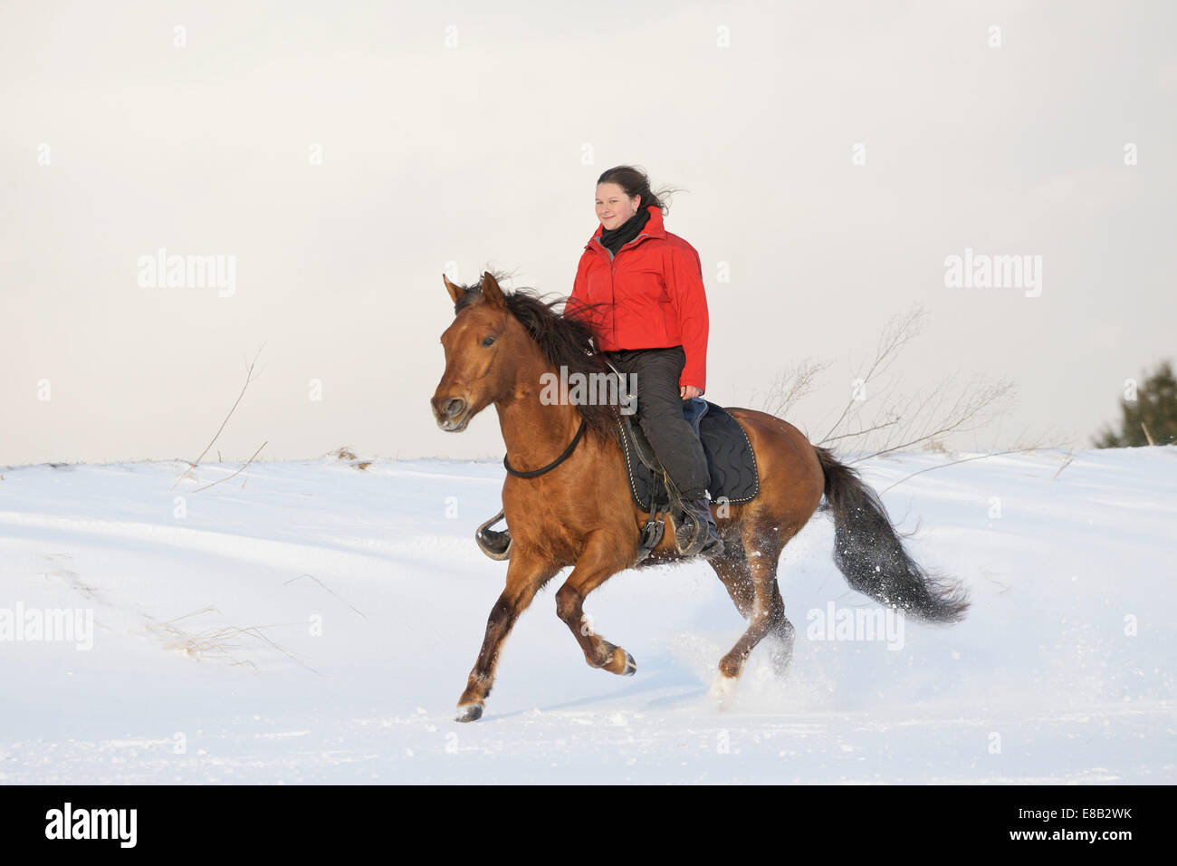 Young rider on back of her Paso Fino with neck ring only horse galloping in snow Stock Photo