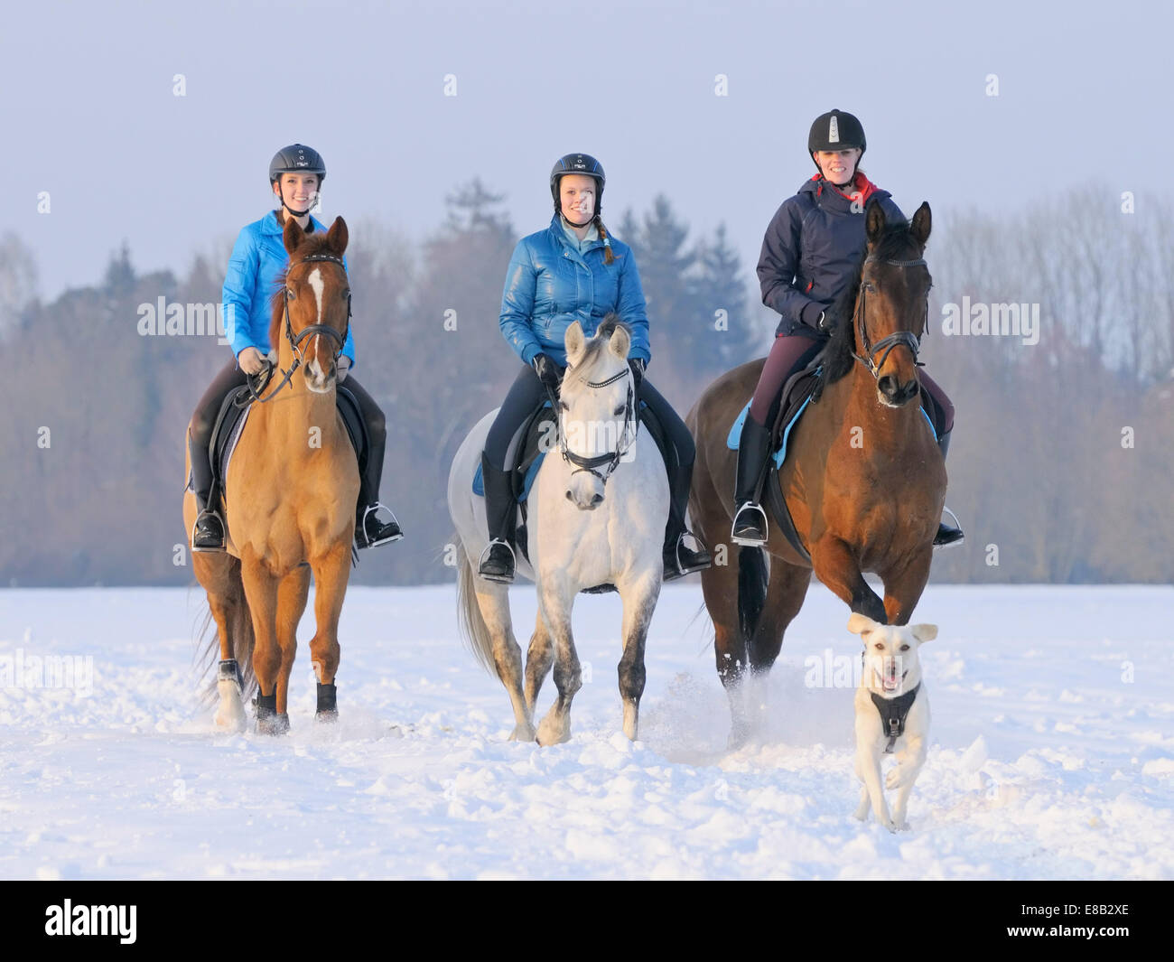 Three horses together hi-res stock photography and images - Alamy