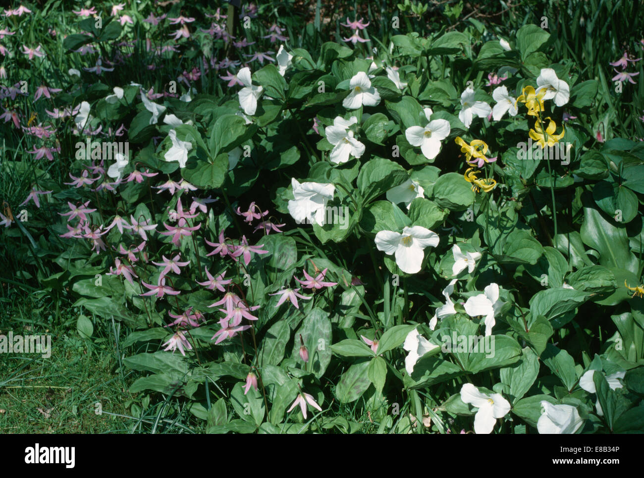 Close up of Trillium Grandiflorum' and Erythronium in Spring garden border Stock Photo