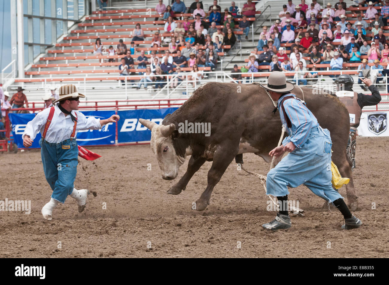Bull chasing a rodeo clown after throwing its rider, Ponoka Stampede ...