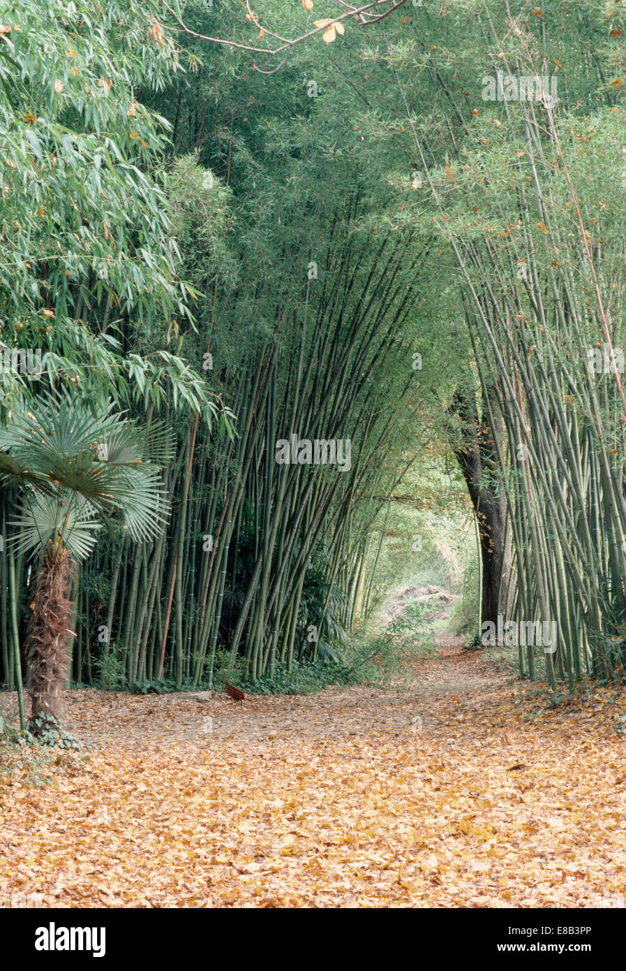 Autumn leaves on path through bamboo and trees in large woodland garden in summer Stock Photo