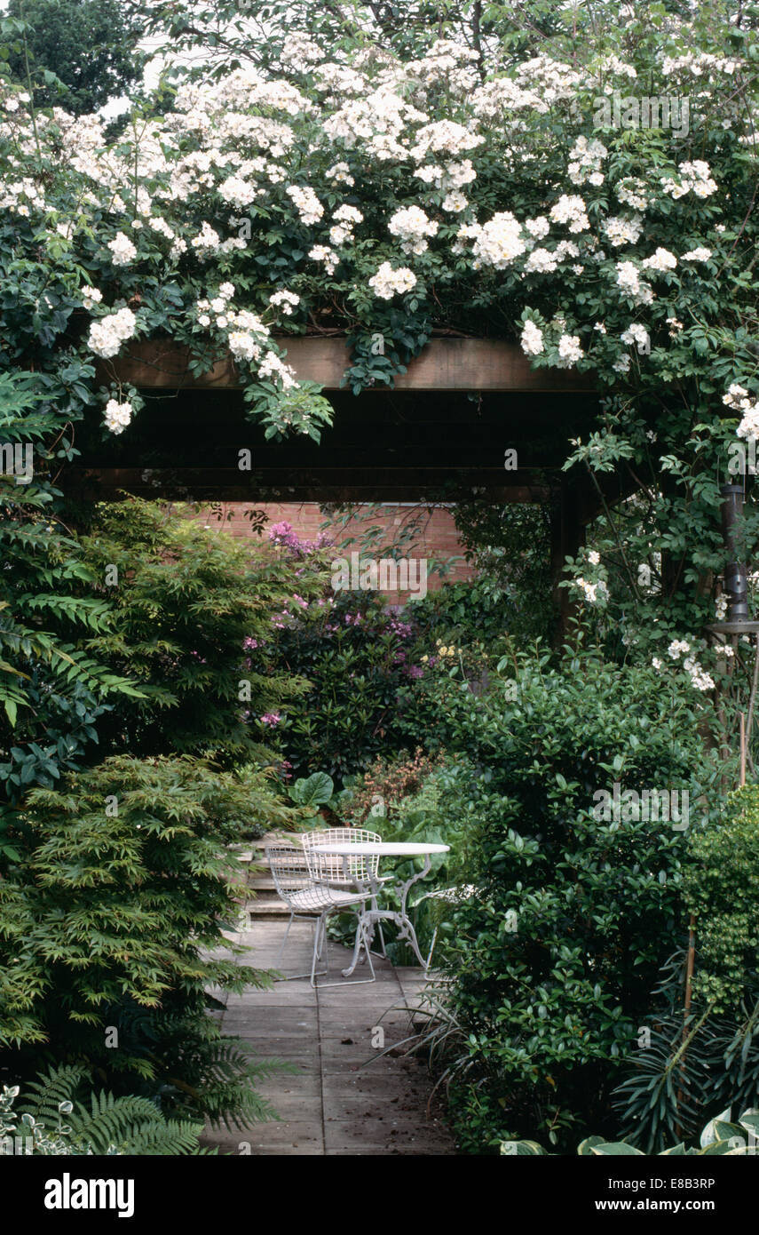 White climbing roses on arch with view of white table and chairs on ...
