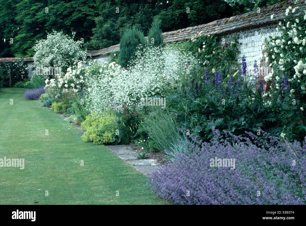 Blue lavender and white crambe in herbaceous border beside wide grass path in large, walled country garden Stock Photo