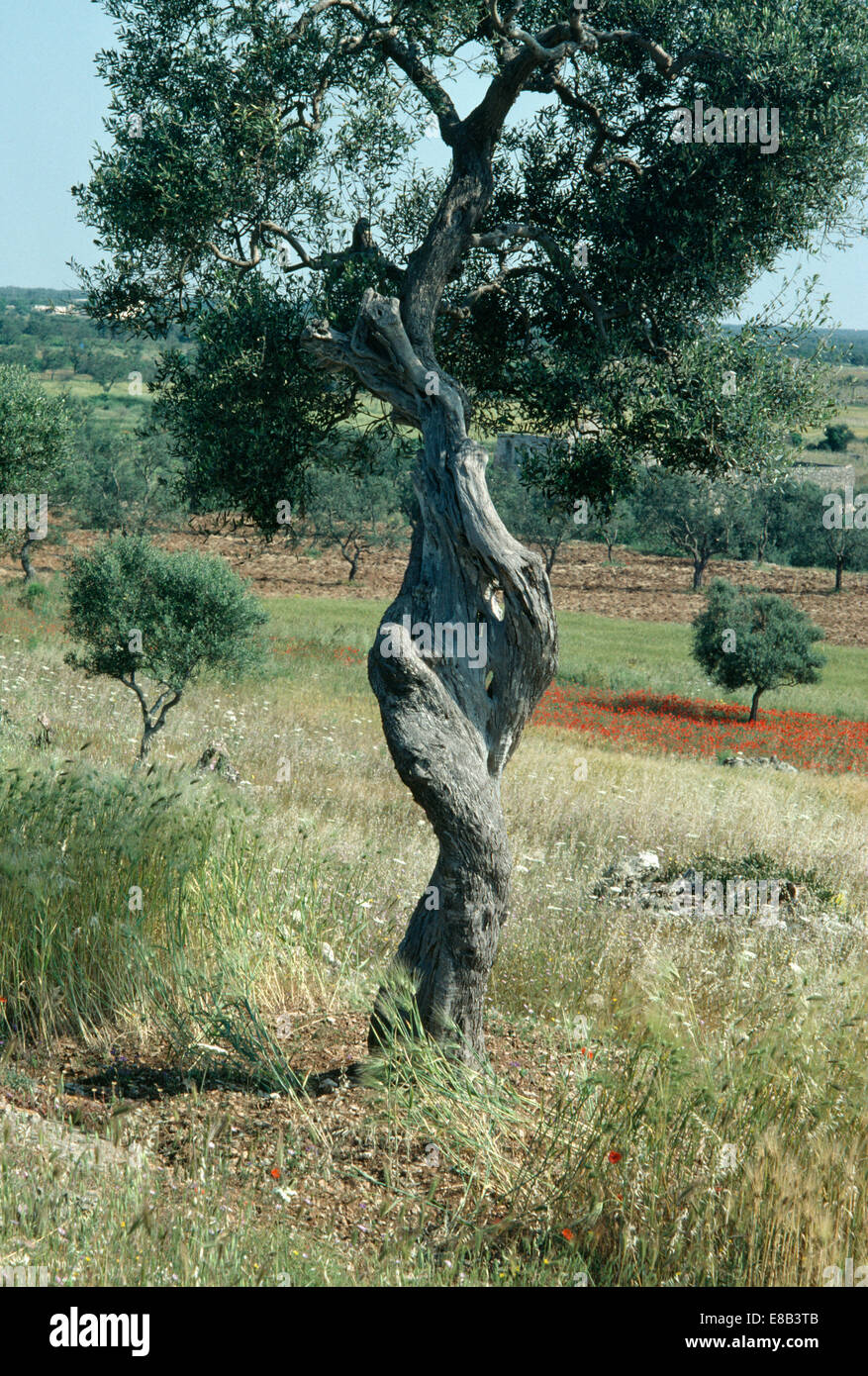 Olive tree with twisted trunk growing in a field in southern France