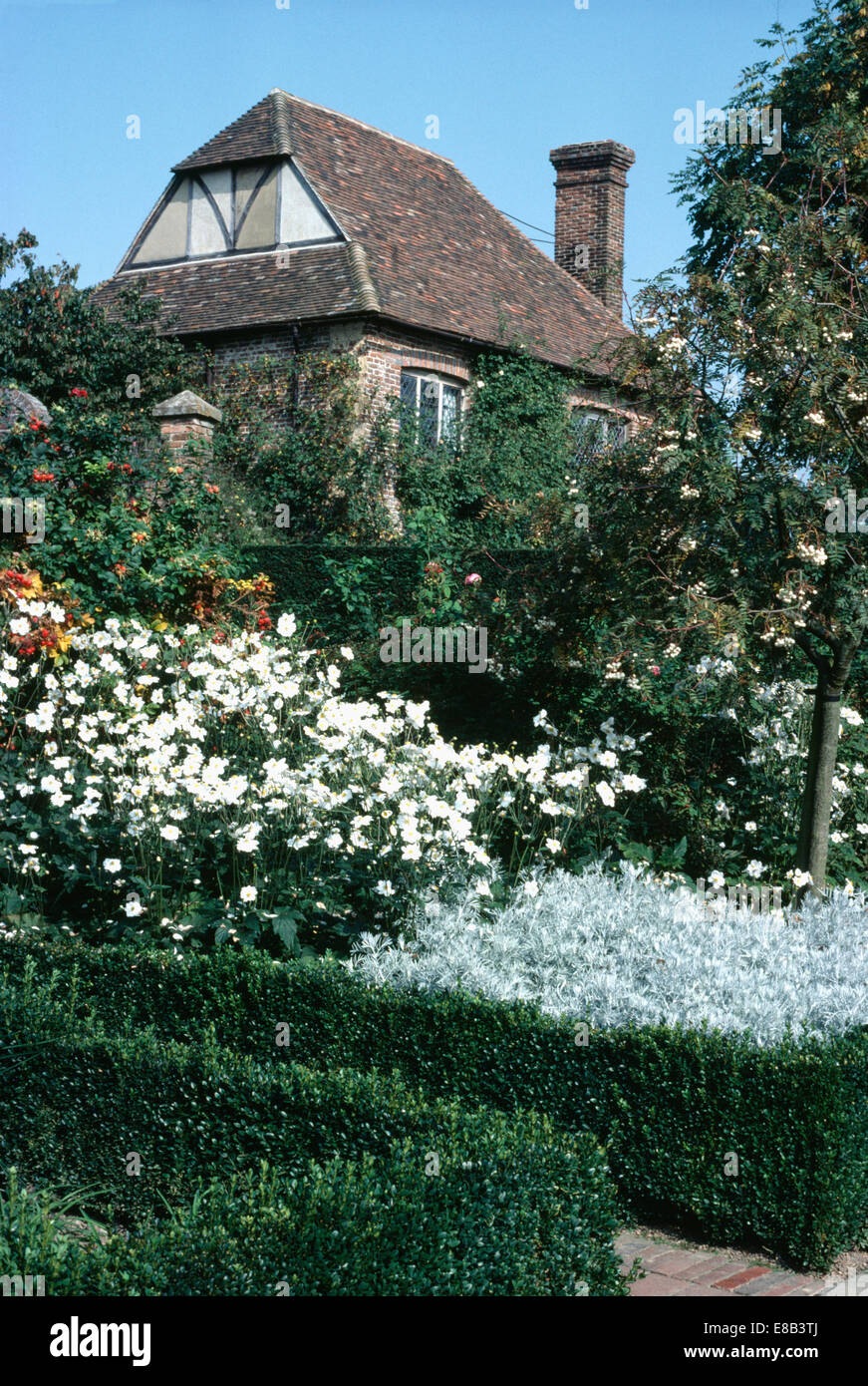 White roses and helichrysum in formal beds edged with low box hedging in large country garden in summer Stock Photo