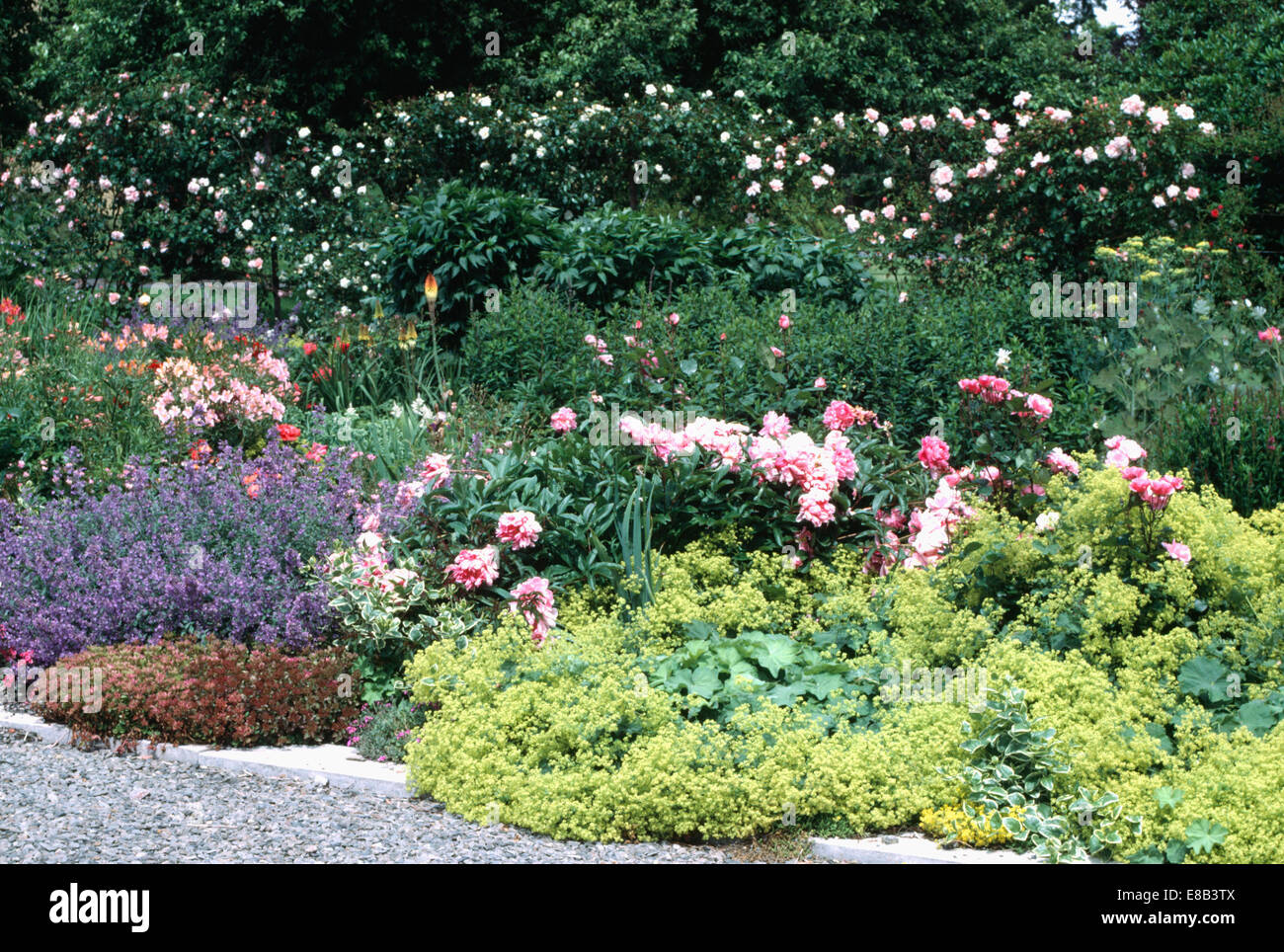 Alchemilla Mollis' and nepeta with pink paeonies in garden border with a rose hedge in the background Stock Photo