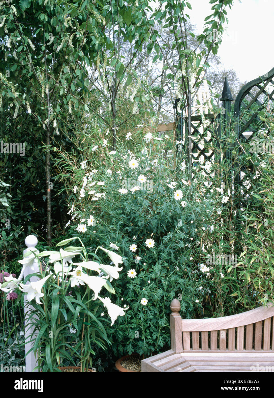 White Lilium Longiflorum' and Argyranthemum 'Frutescens' in front of small trees in patio corner of the garden Stock Photo