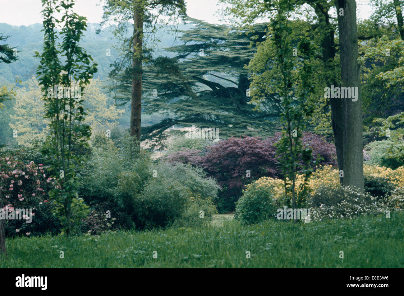 Rhododendron and Cedar of Lebanon in large hillside woodland garden Stock Photo