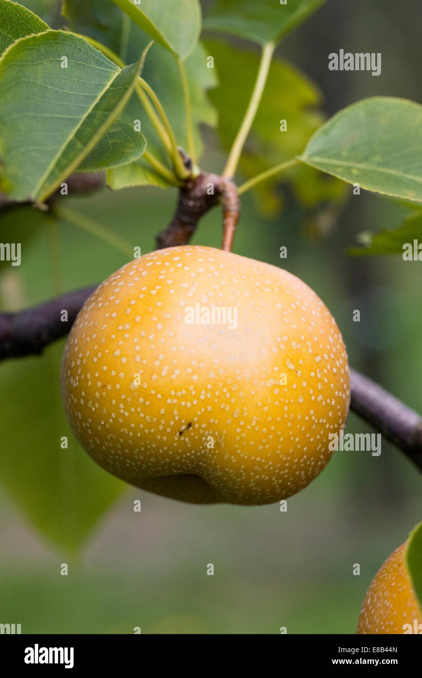 Pyrus pyrifolia. Asian Pear 'Nitaka'. Stock Photo