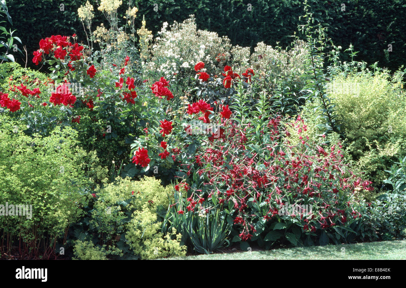 Red roses and nicotiana in red and yellow summer border in country garden Stock Photo