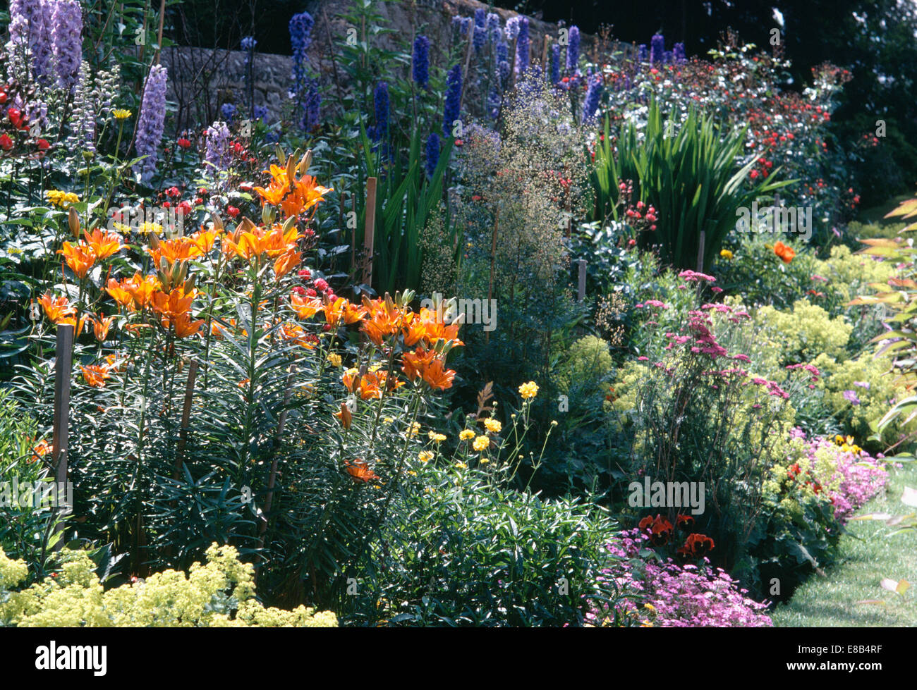 Lilium 'Fire King' and blue delphiniums in summer flowering bed in country garden in summer Stock Photo