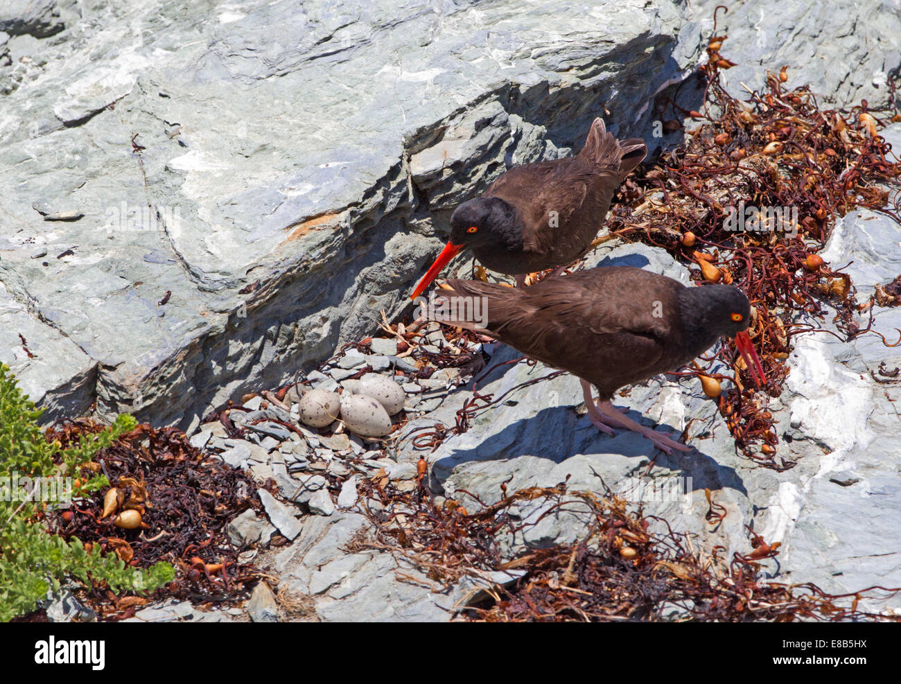 Black Oystercatchers and Three Eggs in Nest Stock Photo Alamy