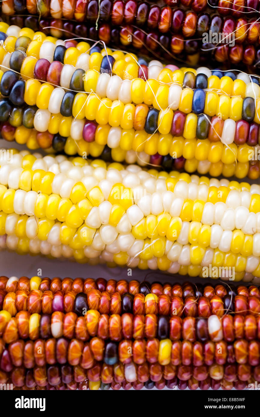 Multi colored indian corn made for Thanksgiving decoration Stock Photo ...