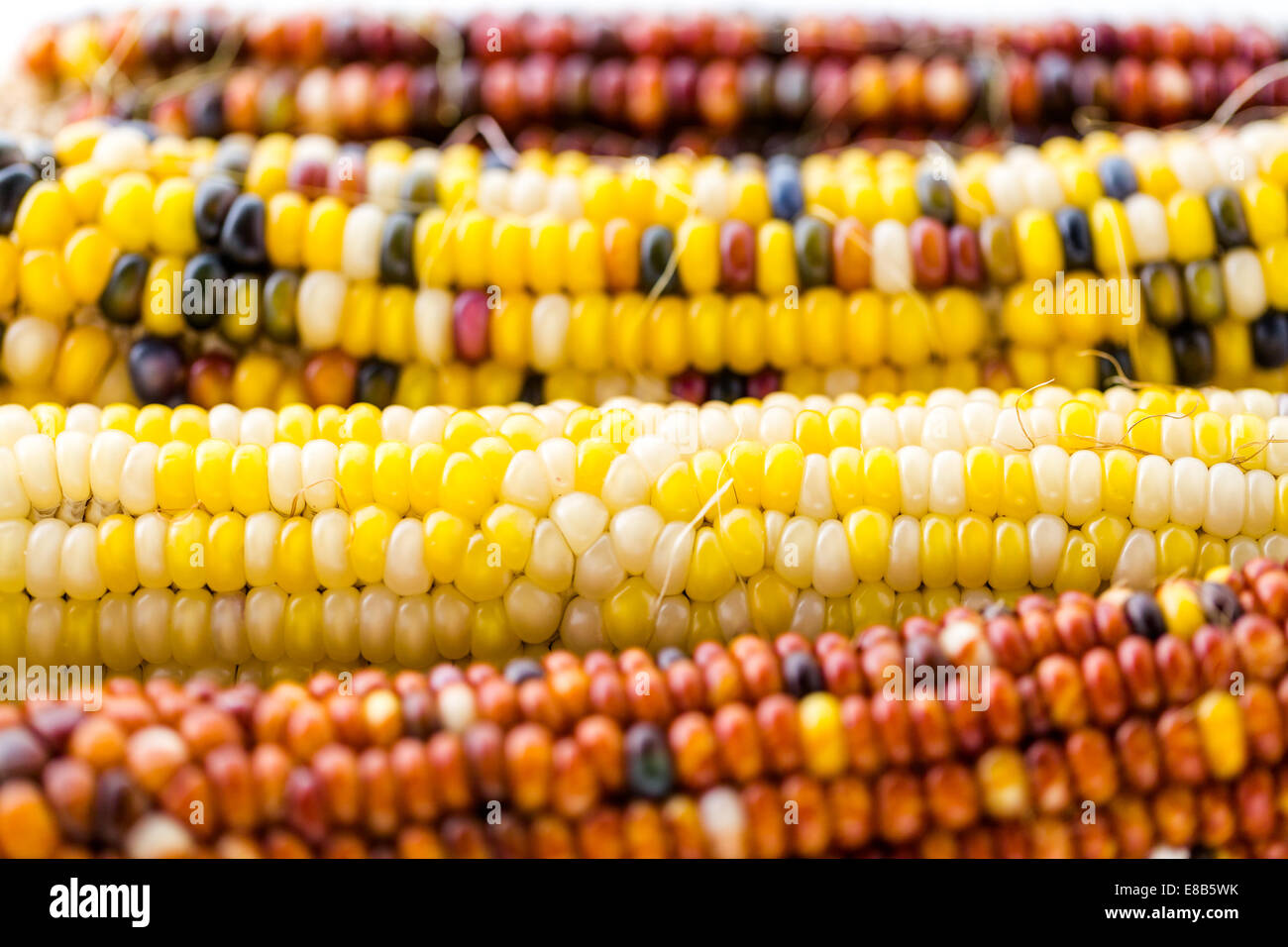 Multi colored indian corn made for Thanksgiving decoration Stock Photo