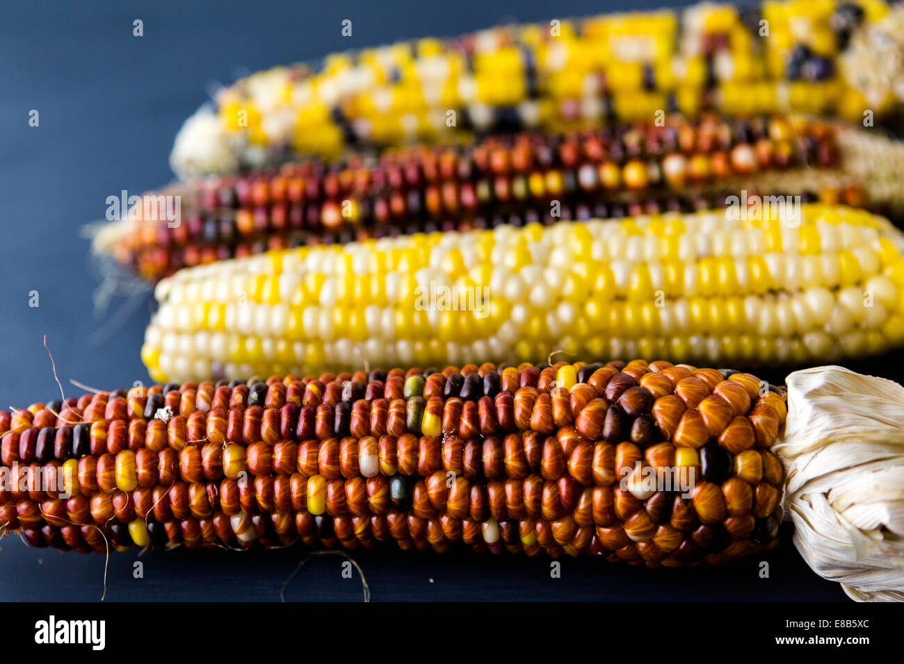 Multi colored indian corn made for Thanksgiving decoration Stock Photo