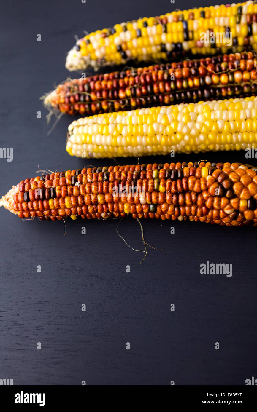 Multi colored indian corn made for Thanksgiving decoration Stock Photo