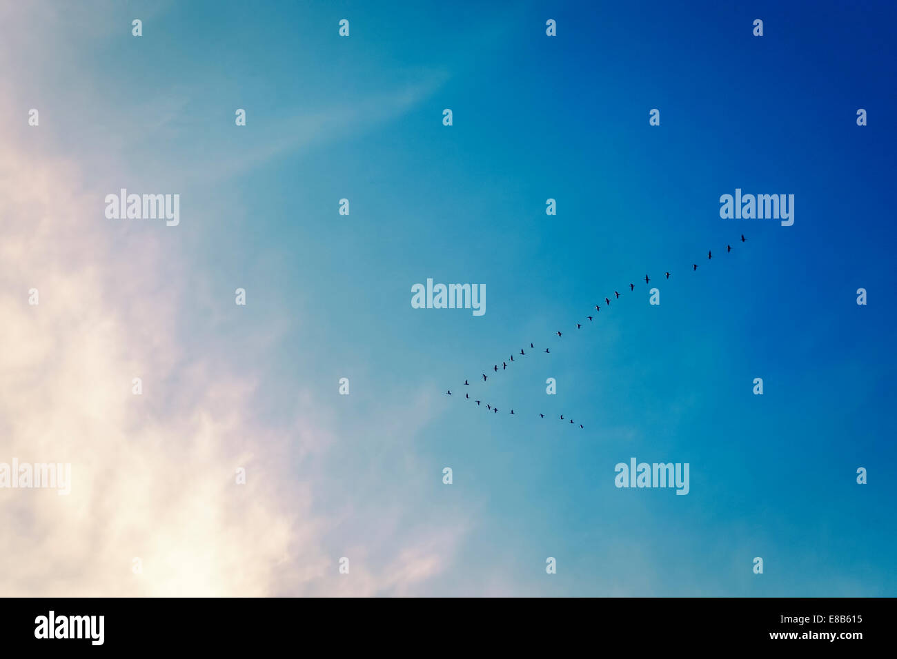Birds flying in 'V' formation in the sky Stock Photo