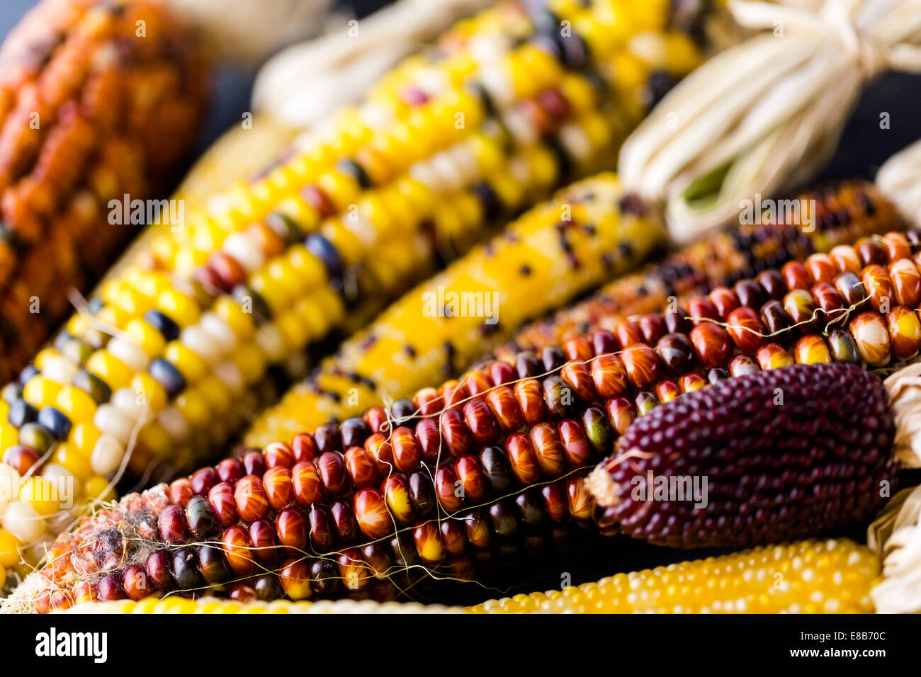 Multi colored indian corn made for Thanksgiving decoration Stock Photo