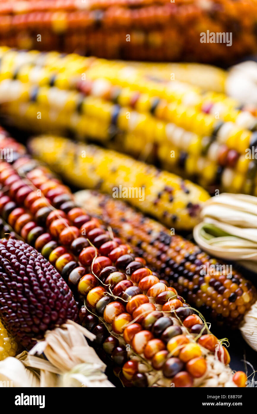 Multi colored indian corn made for Thanksgiving decoration Stock Photo
