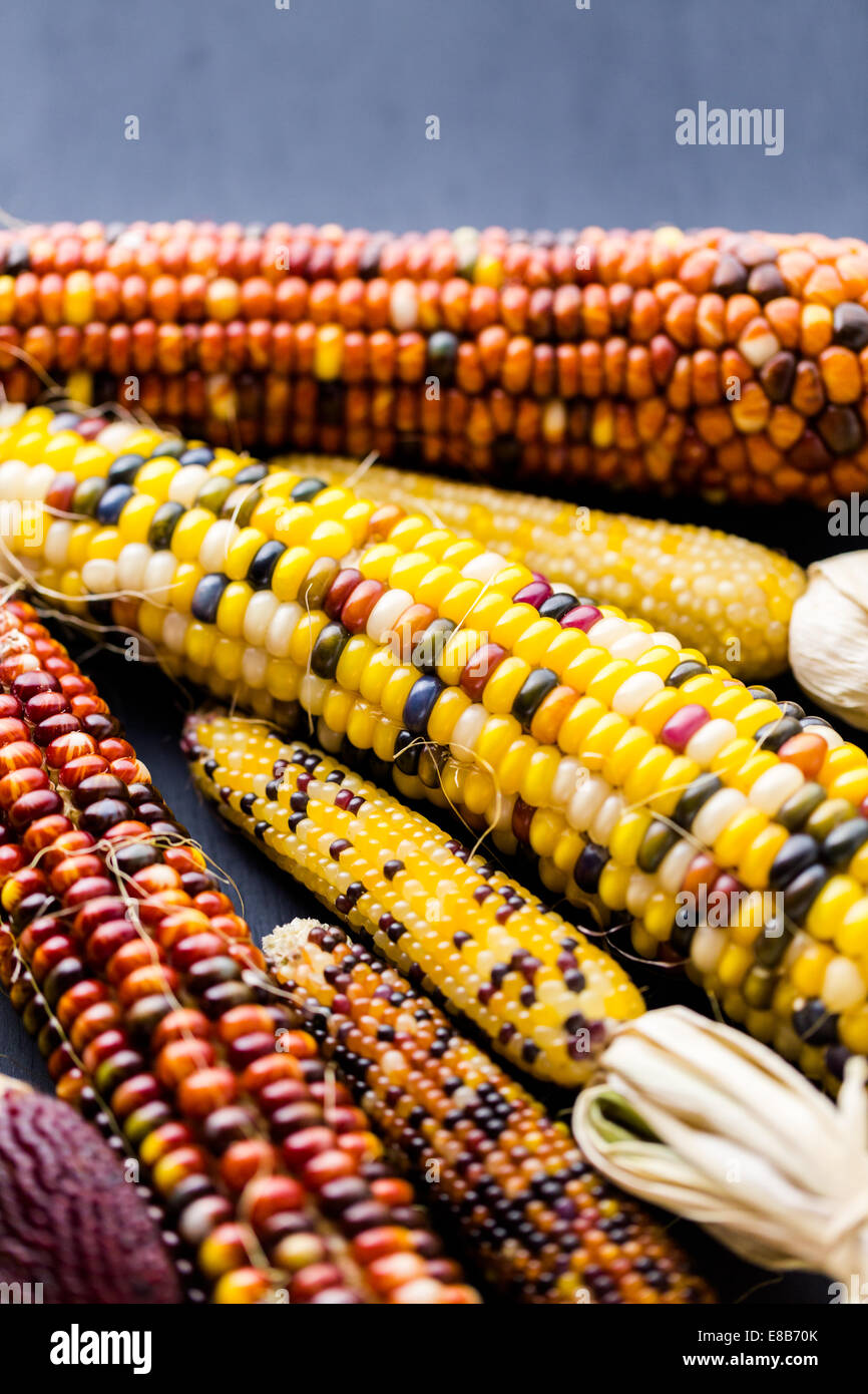 Multi colored indian corn made for Thanksgiving decoration Stock Photo
