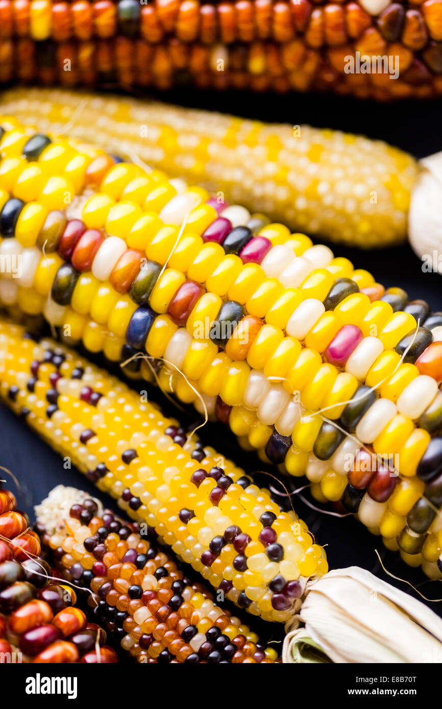 Multi colored indian corn made for Thanksgiving decoration Stock Photo