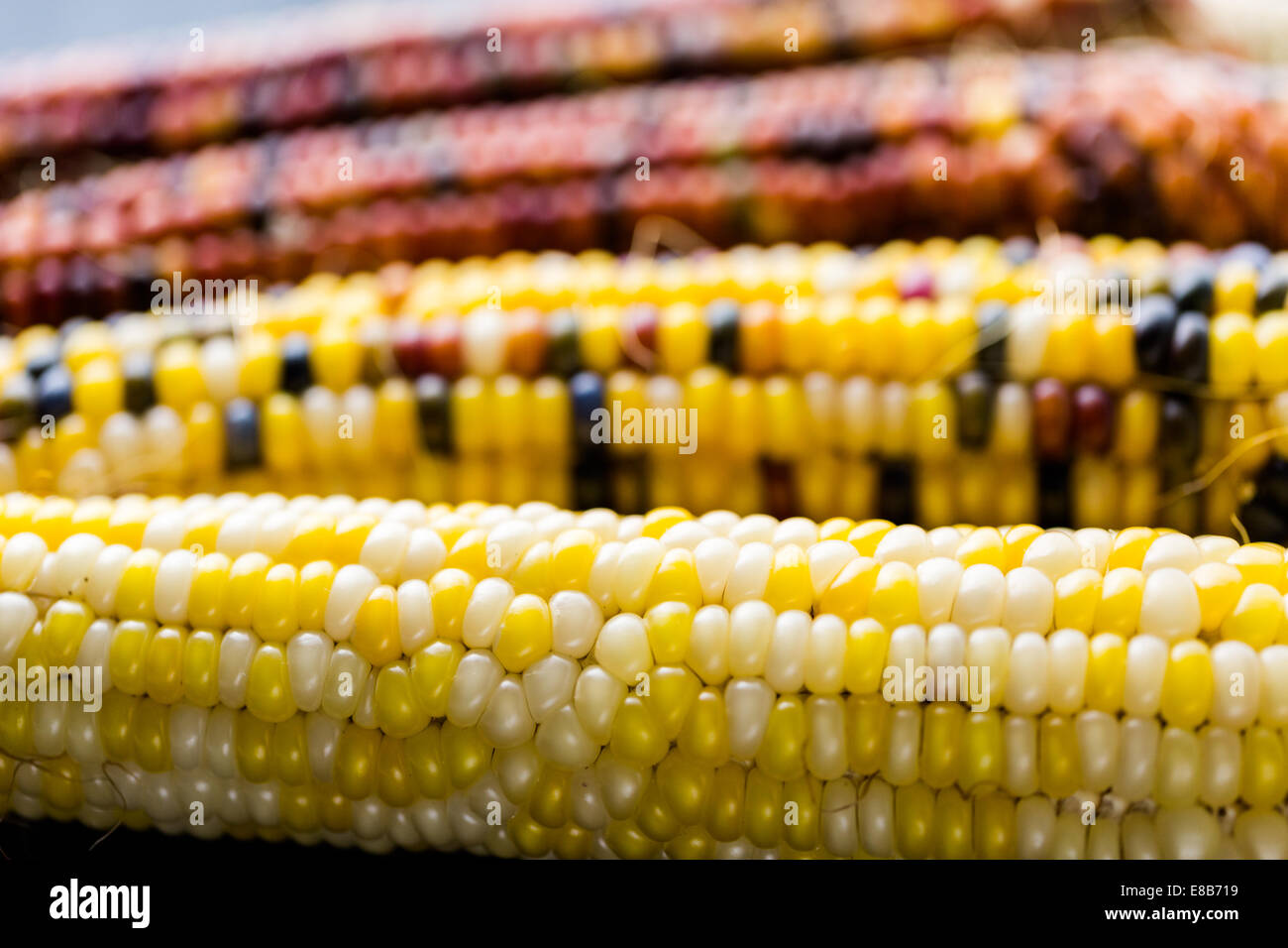 Multi colored indian corn made for Thanksgiving decoration Stock Photo