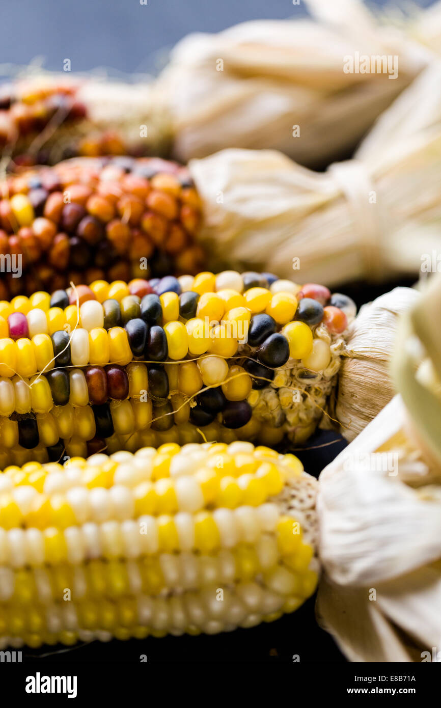 Multi colored indian corn made for Thanksgiving decoration Stock Photo