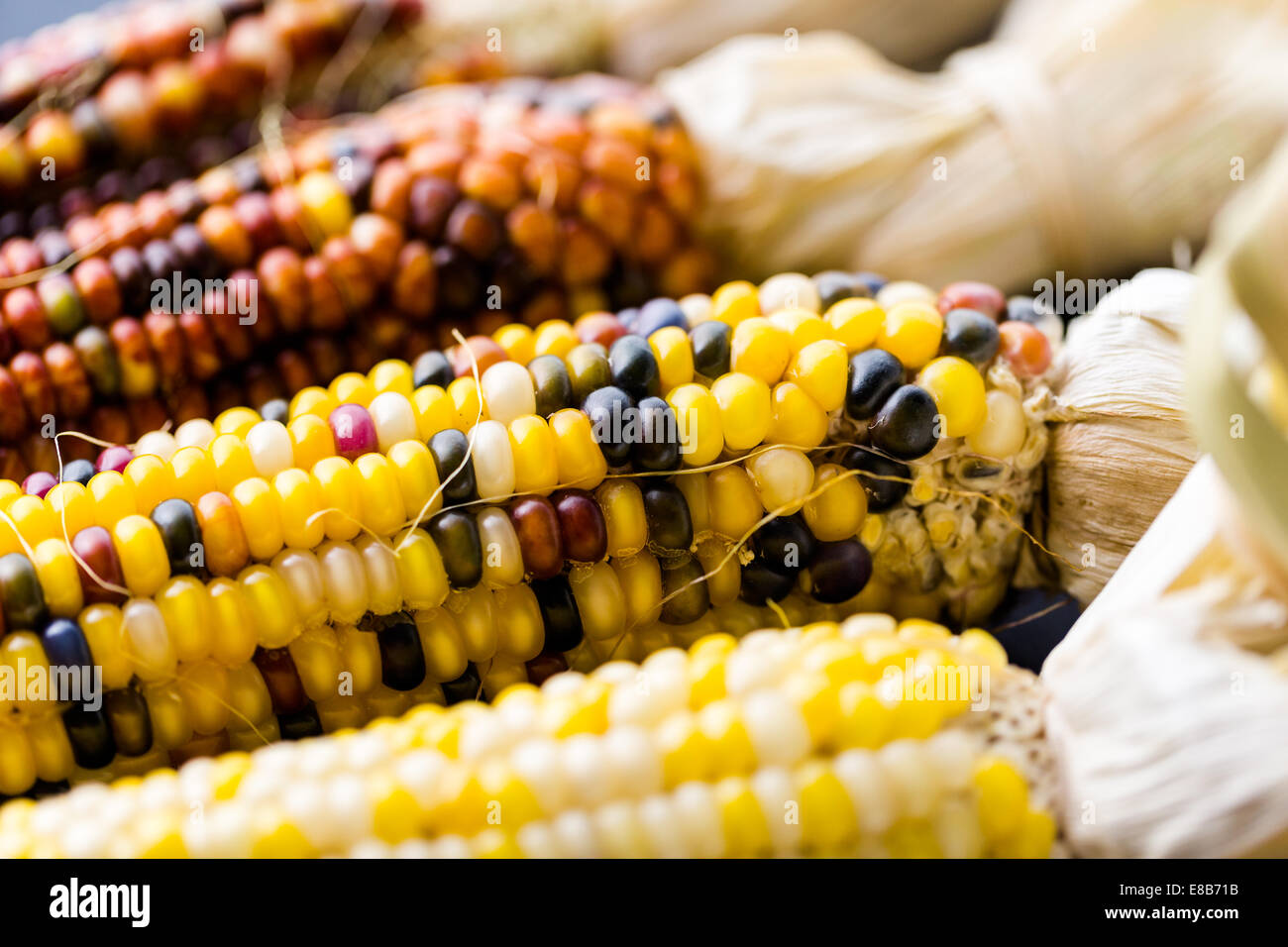 Multi colored indian corn made for Thanksgiving decoration Stock Photo