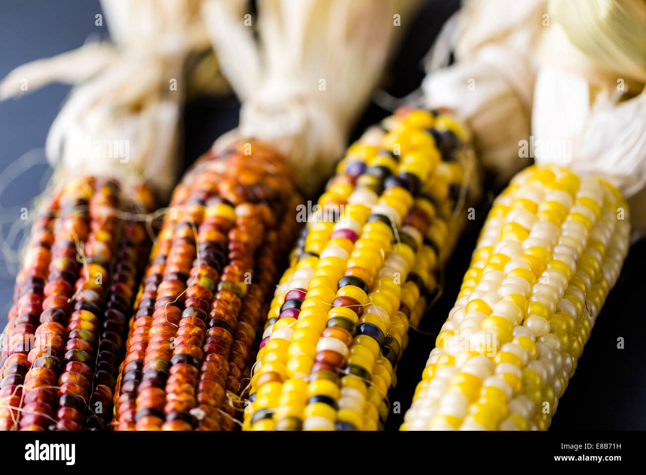 Multi colored indian corn made for Thanksgiving decoration Stock Photo