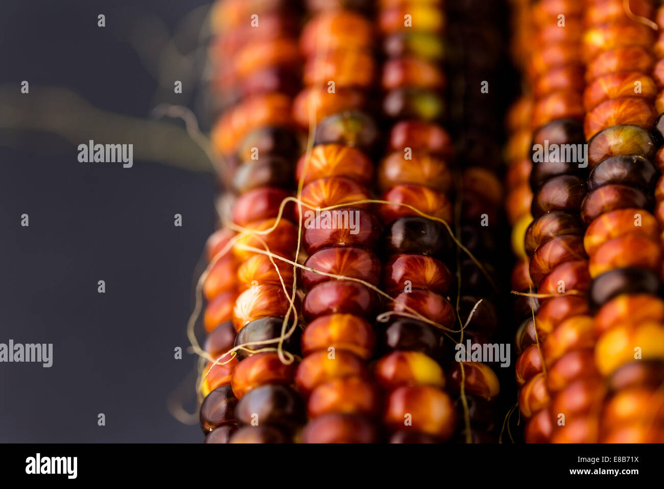 Multi colored indian corn made for Thanksgiving decoration Stock Photo
