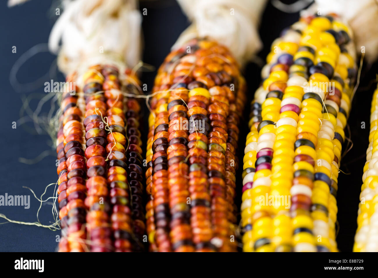 Multi colored indian corn made for Thanksgiving decoration Stock Photo