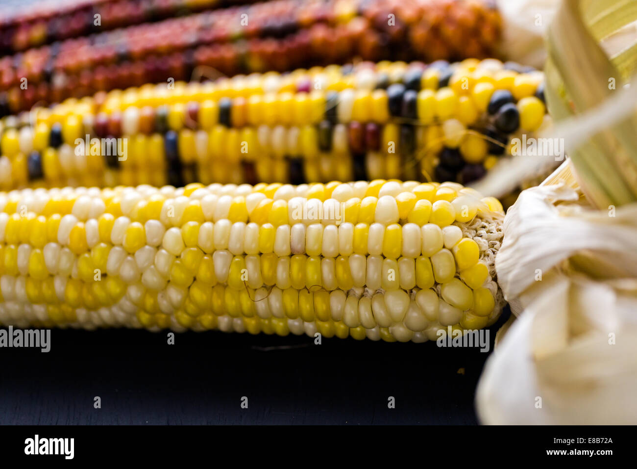 Multi colored indian corn made for Thanksgiving decoration Stock Photo