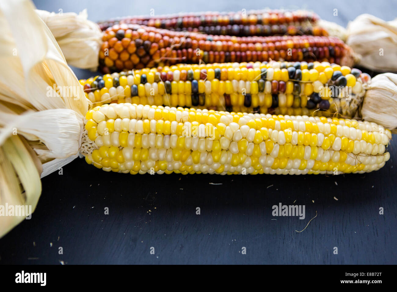 Multi colored indian corn made for Thanksgiving decoration Stock Photo