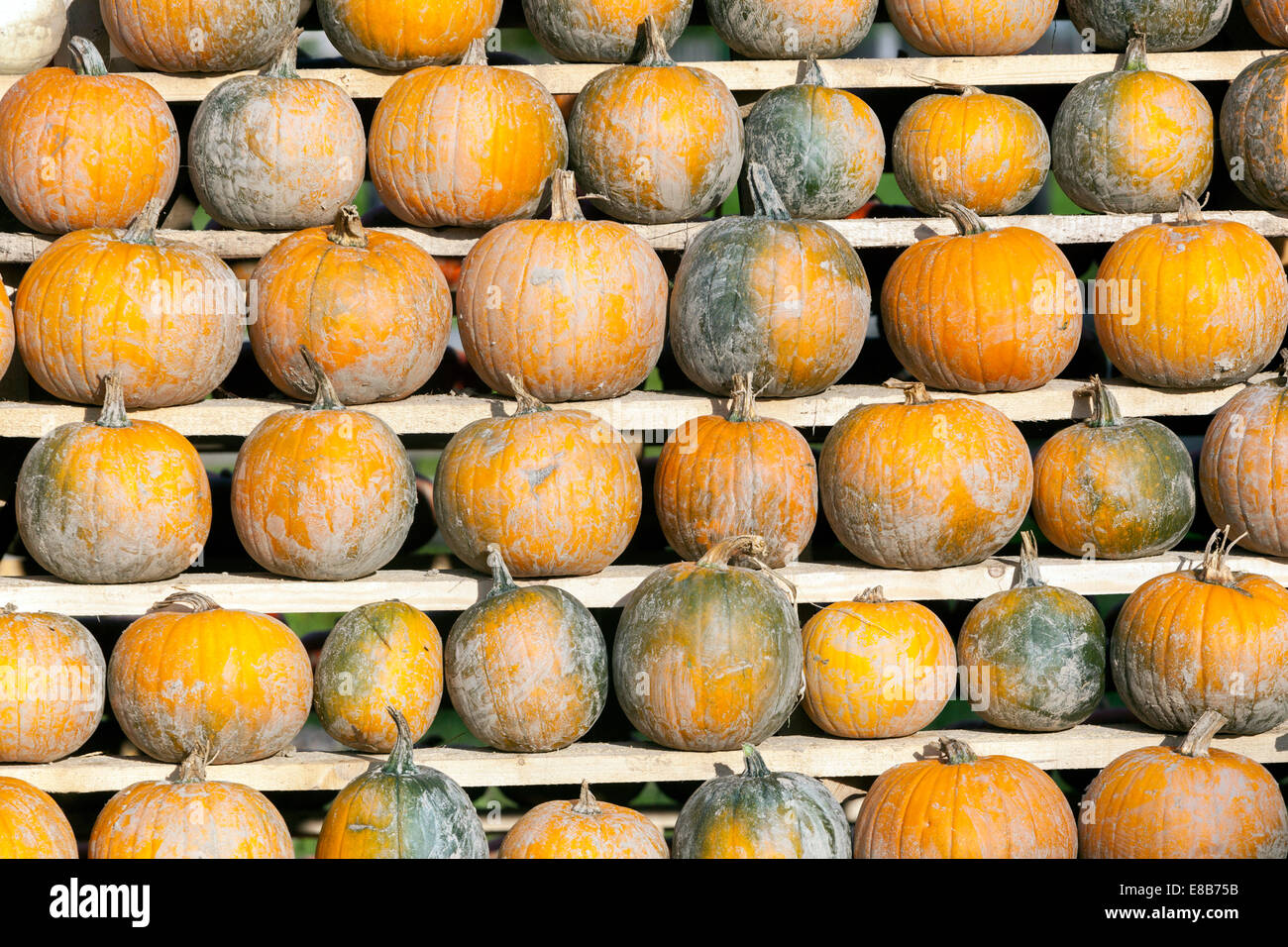 Pumpkin farm, pumpkins stacked, pattern Stock Photo