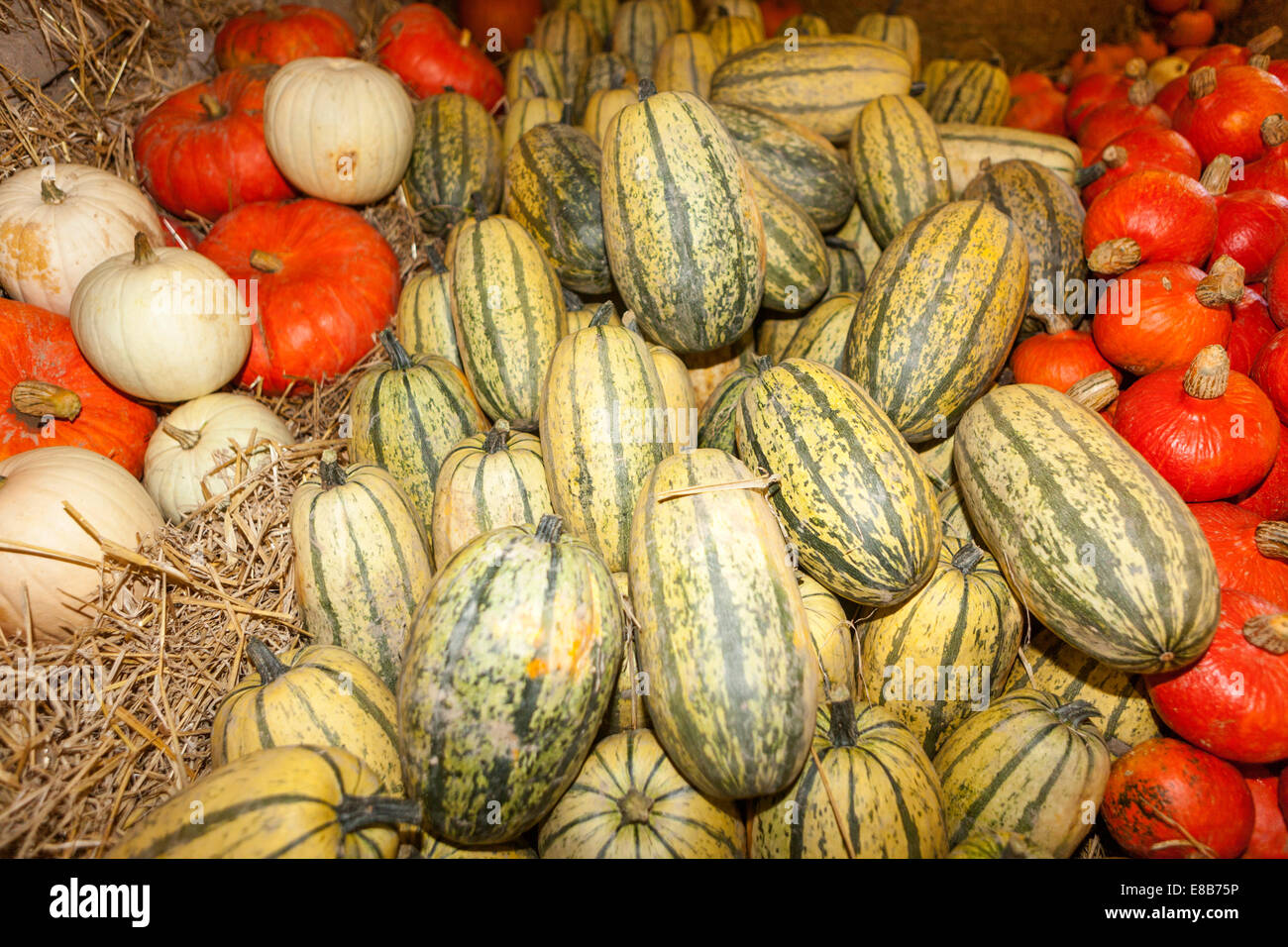 Ornamental gourds hires stock photography and images Alamy