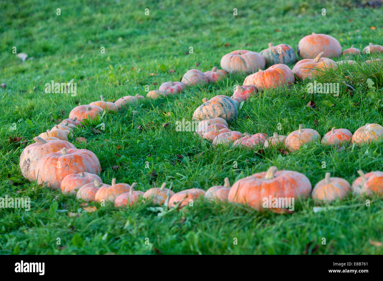 Pumpkin farm, pumpkins stacked in lines on the ground Stock Photo